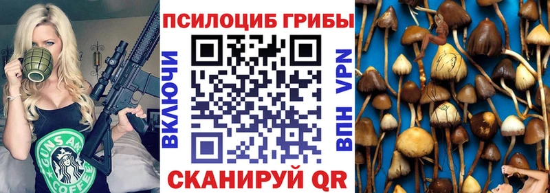 Купить где  Грайворон  Псилоцибиновые грибы Psilocybe 